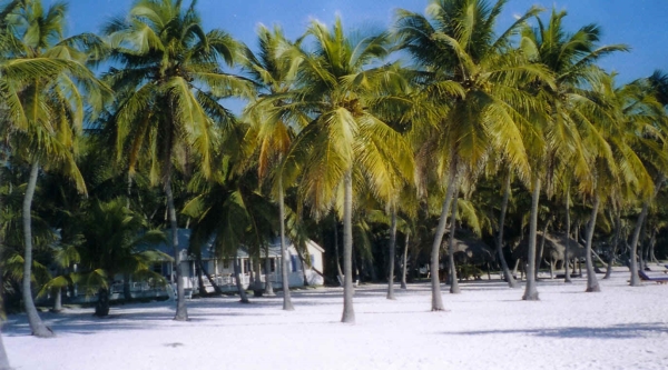 Beach sand, coconut palms, boat, dock & Atlantic
